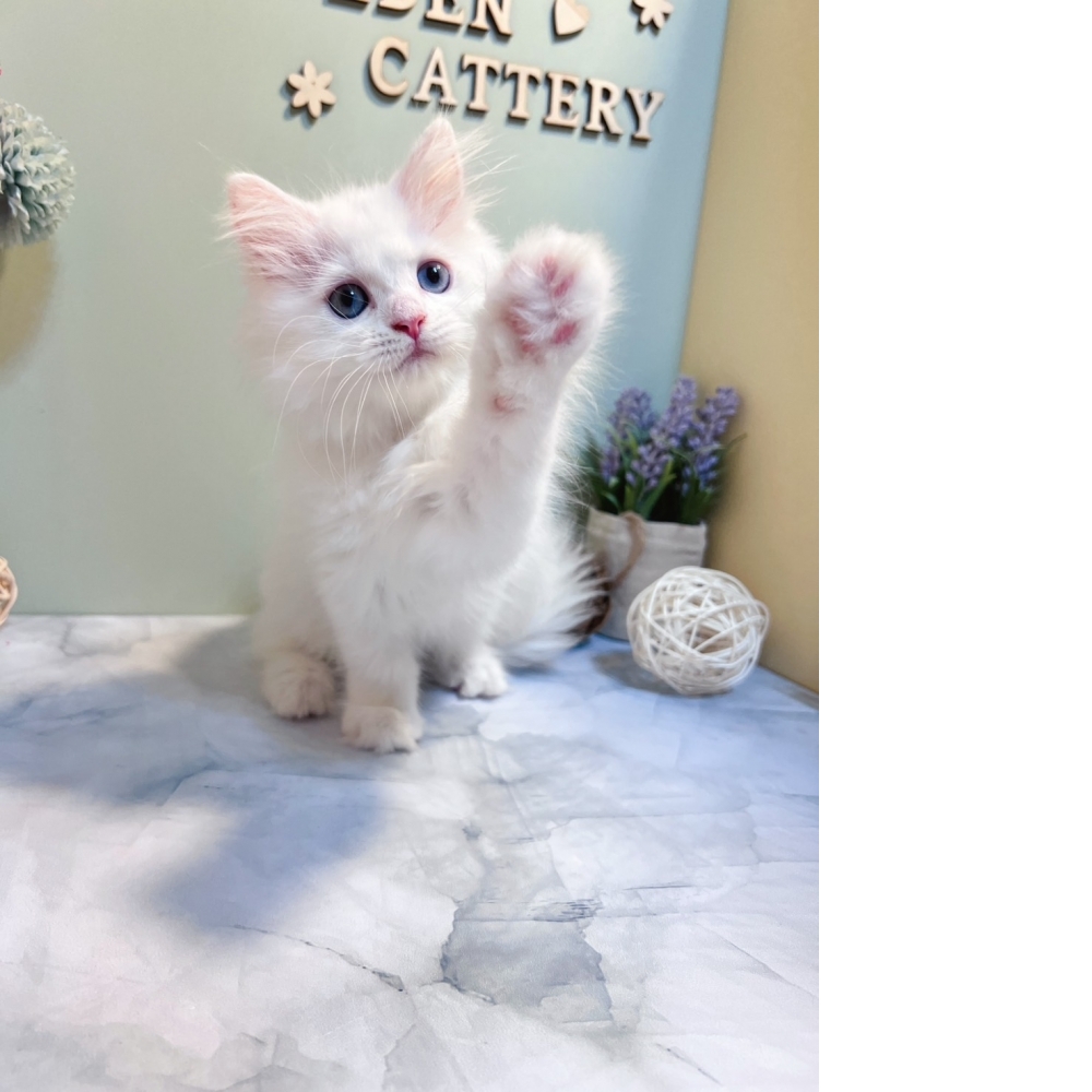 白英長㊚弟弟 #異色