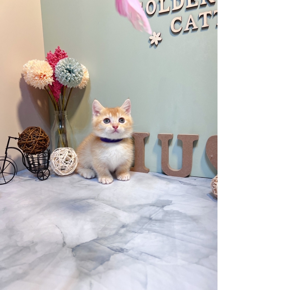 紅金曼赤肯㊚弟弟 （☆已有家★）