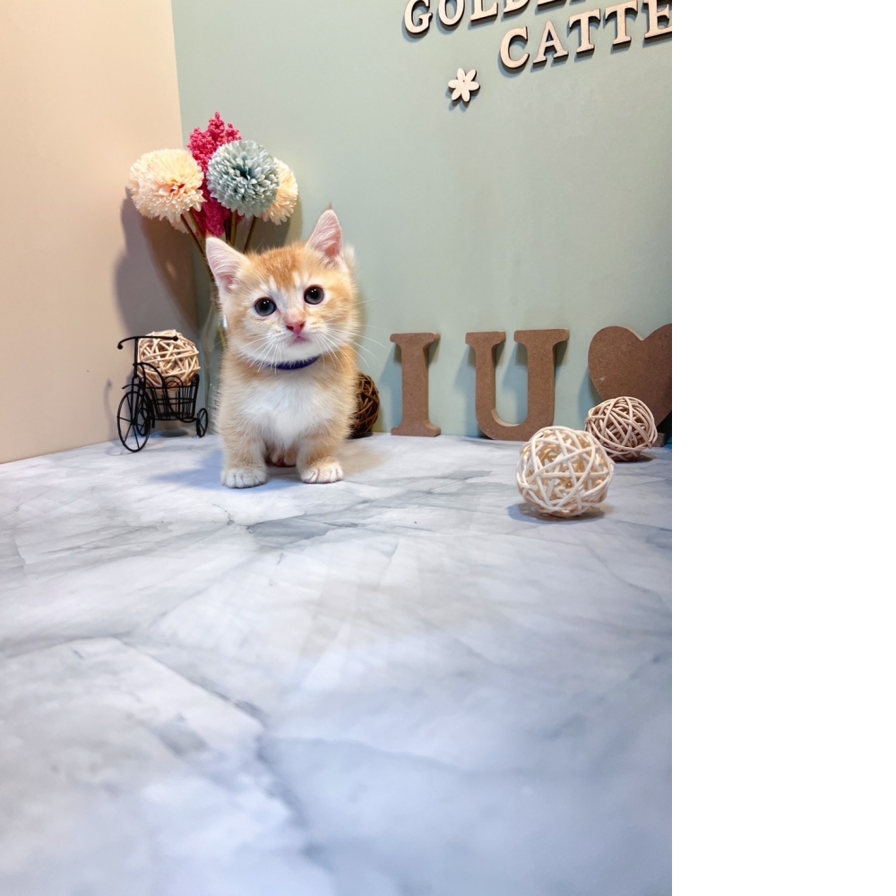 紅金曼赤肯㊚弟弟 （☆已有家★）