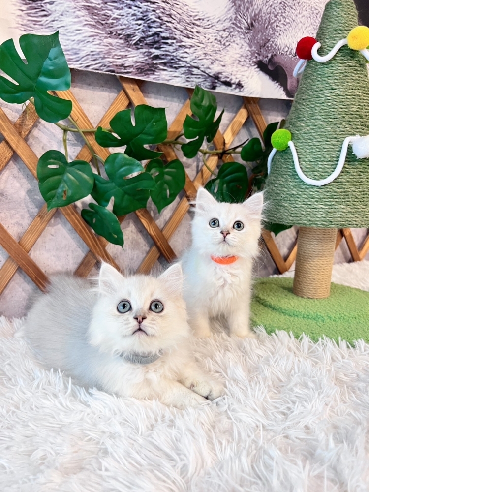 銀白金吉拉㊛妹妹㊚弟弟（☆已全數有家★）