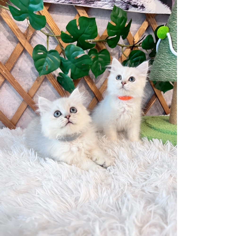 銀白金吉拉㊛妹妹㊚弟弟（☆已全數有家★）