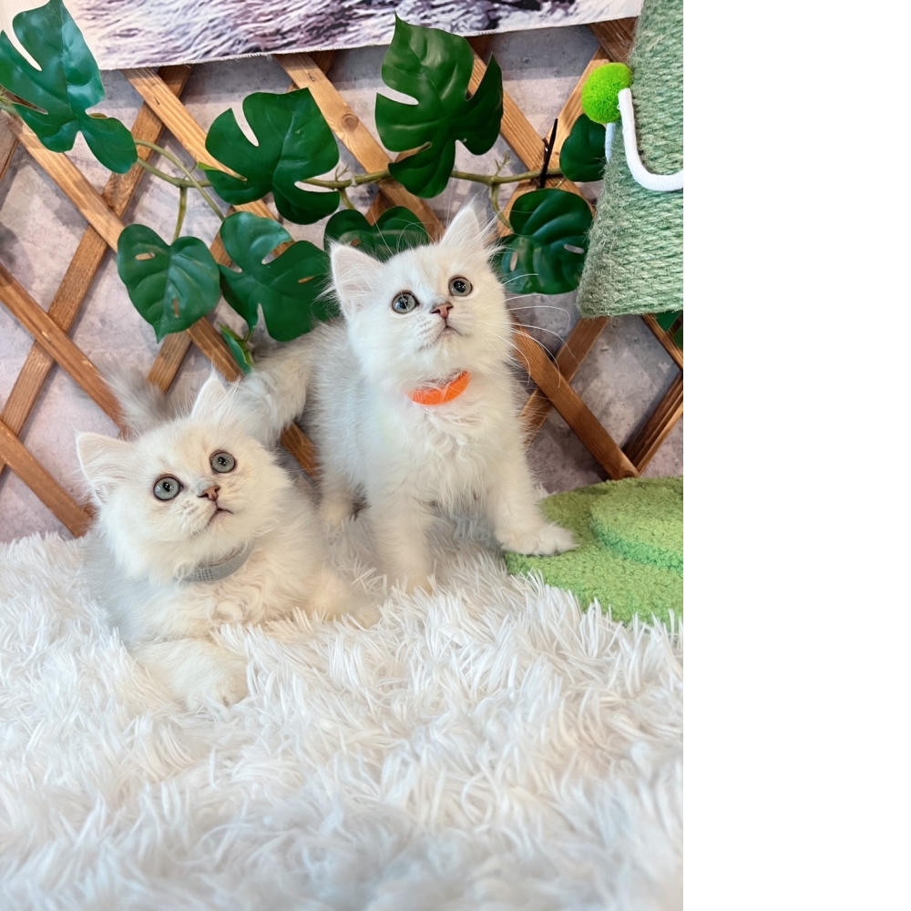 銀白金吉拉㊛妹妹㊚弟