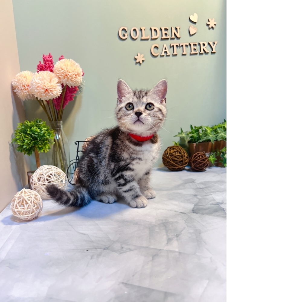 銀白美短㊛妹妹 （☆