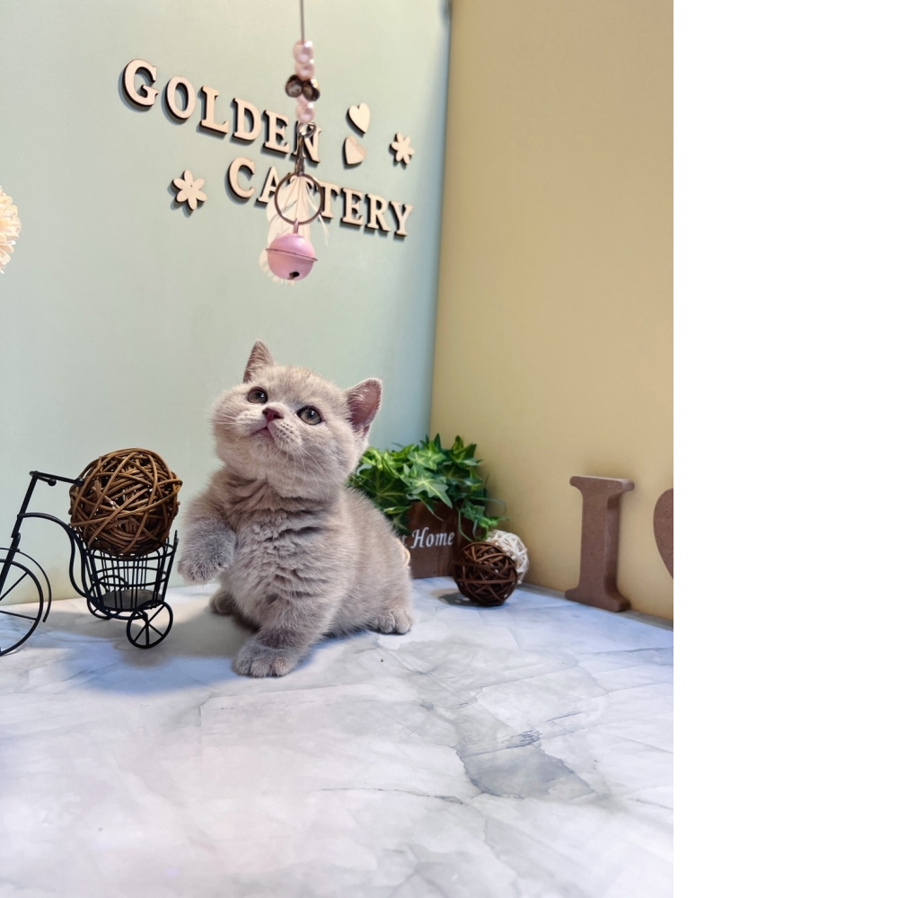 紫丁香曼赤肯㊚弟弟（