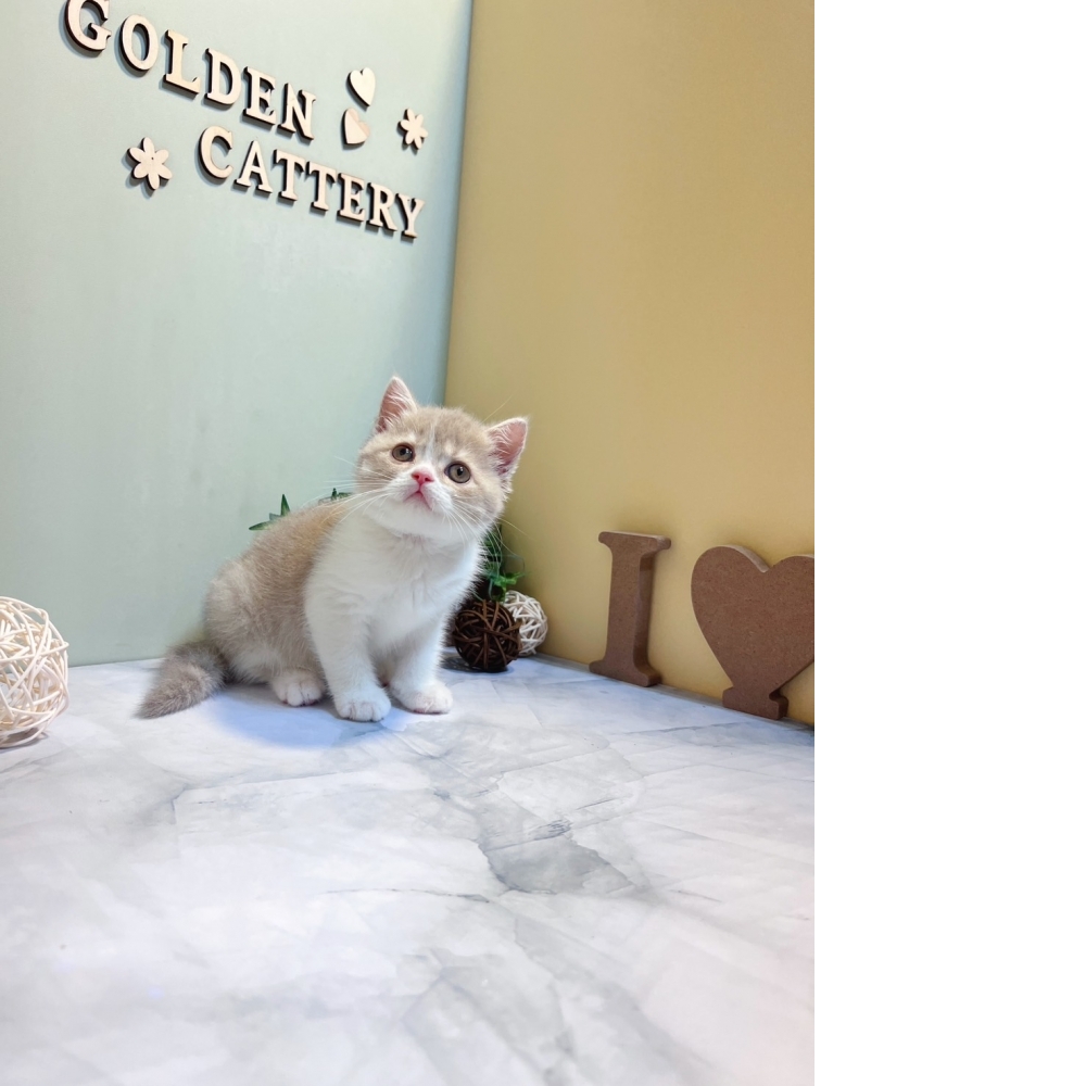 特殊色~紫丁香英短㊛妹妹（☆已有家★）