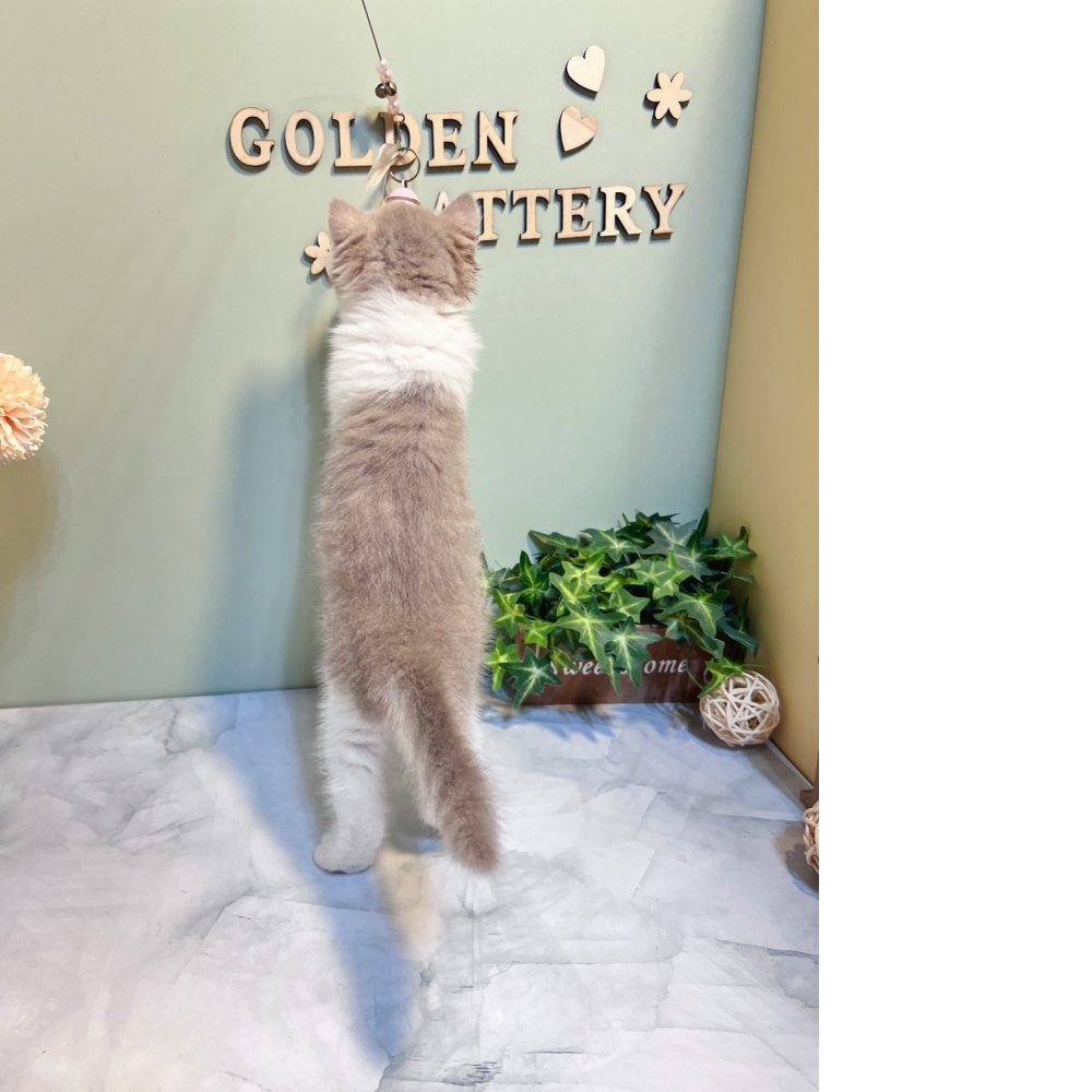 特殊色~紫丁香英短㊛妹妹（☆已有家★）