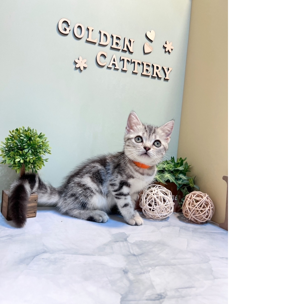 美短㊛妹妹 （#橘項圈）（☆已有家★）