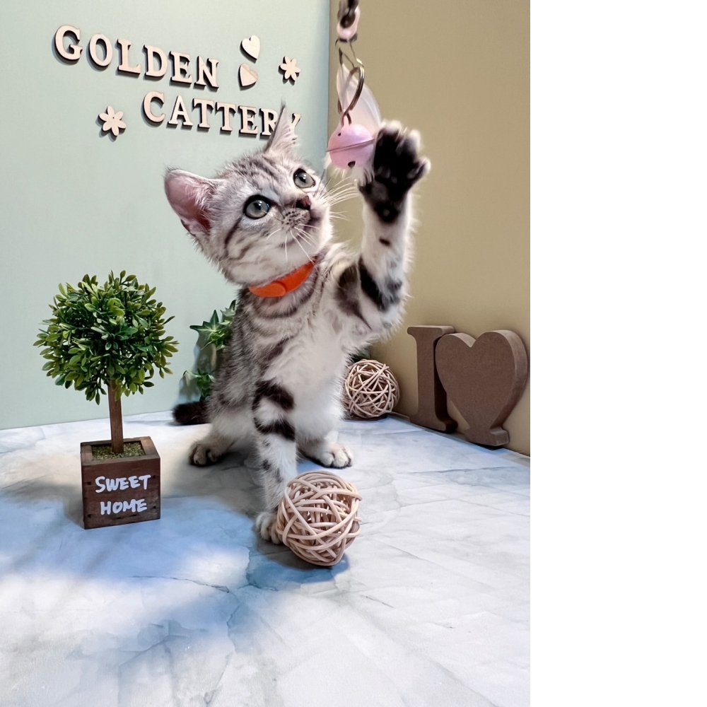 美短㊛妹妹 （#橘項圈）（☆已有家★）