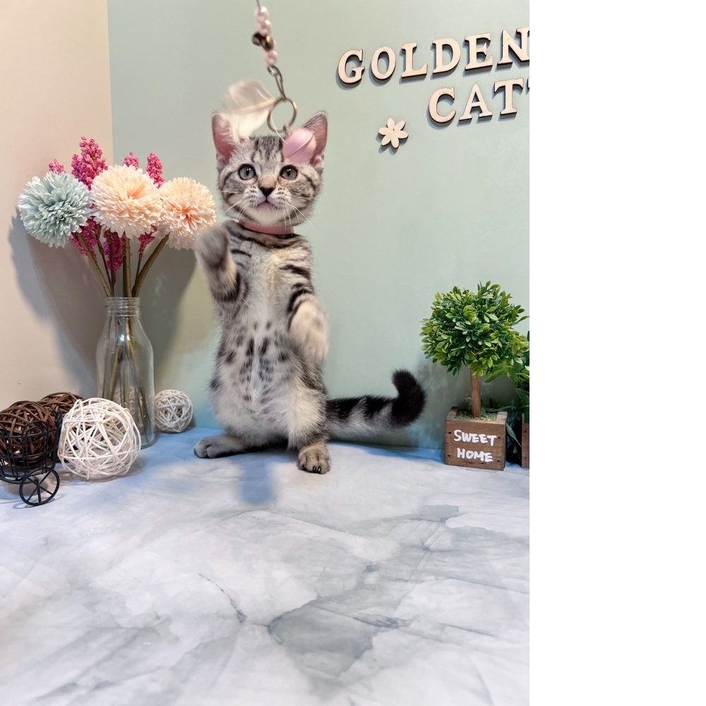 美短㊛妹妹 （#粉項