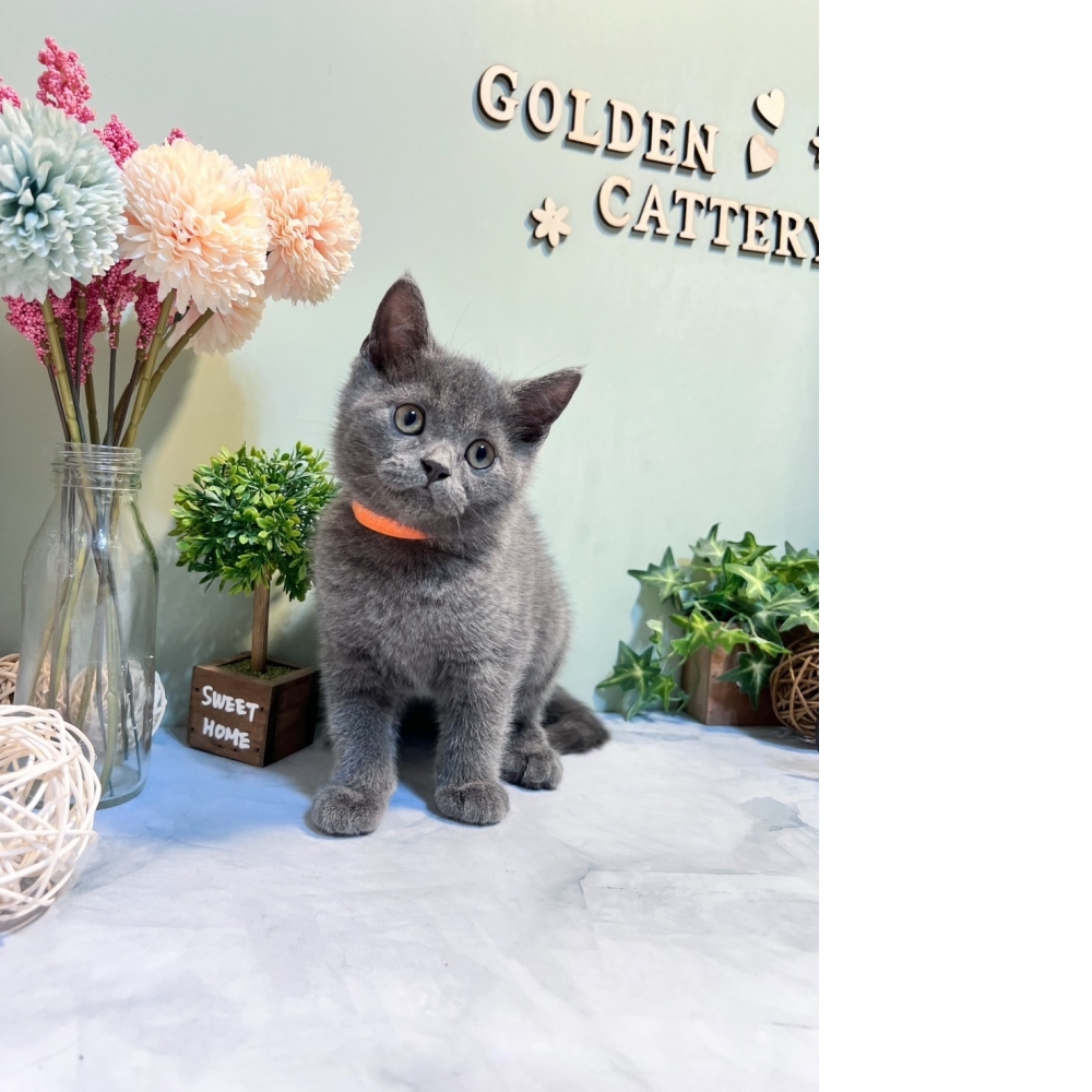 藍英短㊛妹妹（☆已有