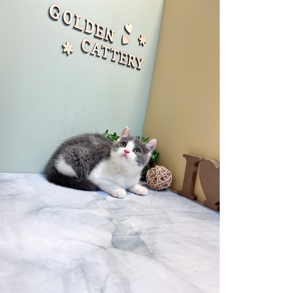 藍白賓士英短㊛妹妹（☆已有家★）