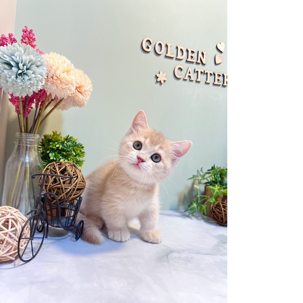 奶油曼赤肯㊚弟弟（☆已有家★）