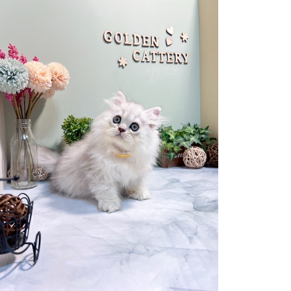 銀白金吉拉㊛妹妹（☆