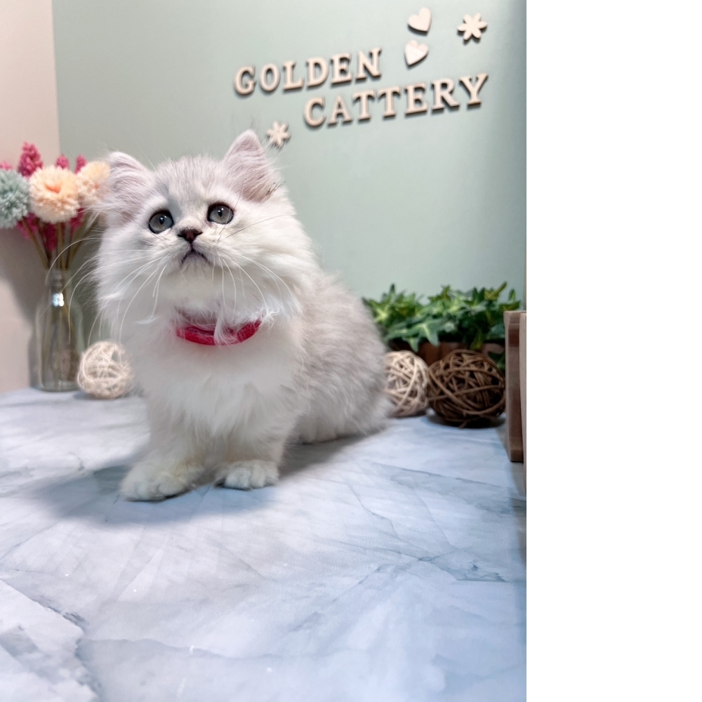 銀白金吉拉㊛妹妹（☆