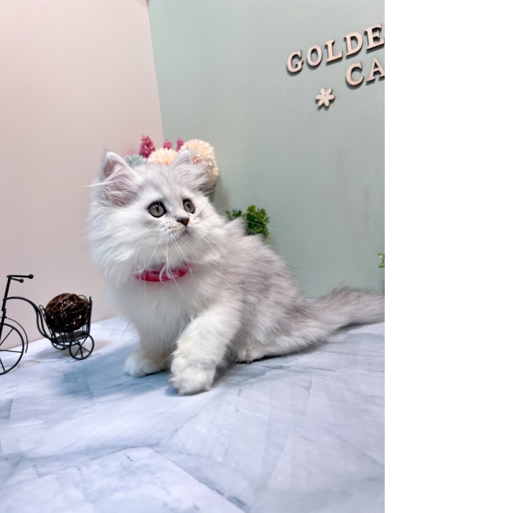 銀白金吉拉㊛妹妹（☆已秒殺有家★）