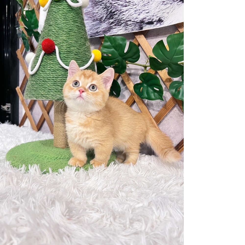 紅金曼赤肯㊚弟弟（☆已有家★）