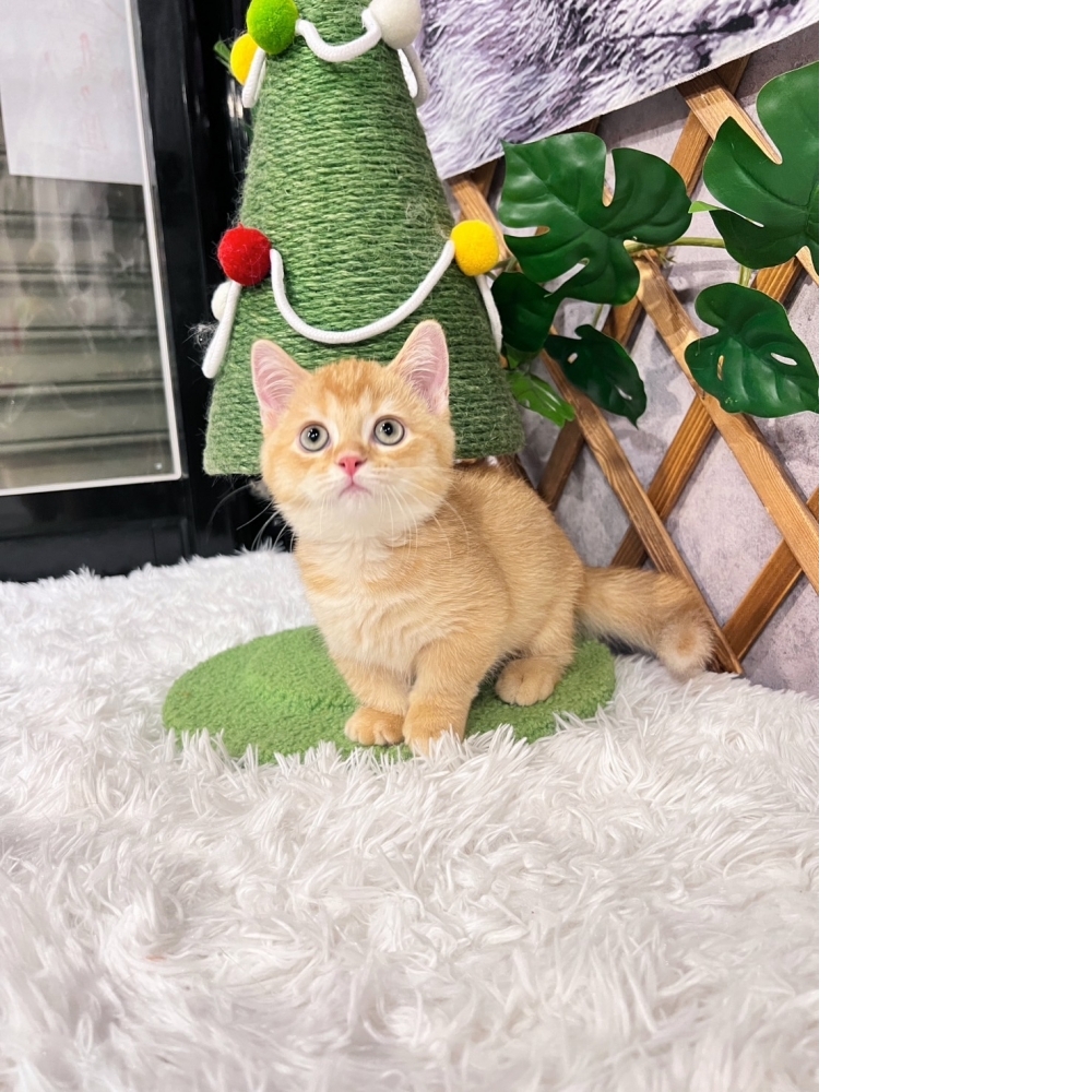 紅金曼赤肯㊚弟弟（☆已有家★）