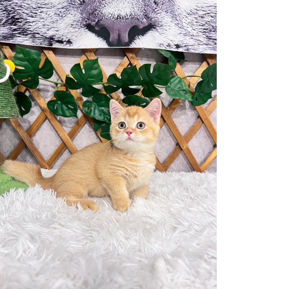 紅金曼赤肯㊚弟弟（☆已有家★）