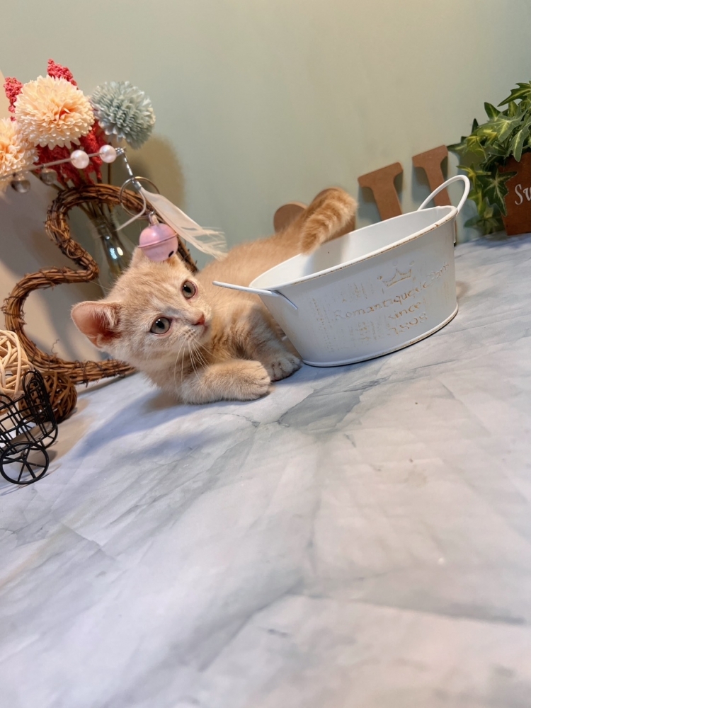 奶油曼赤肯㊚弟弟（☆已有家★）