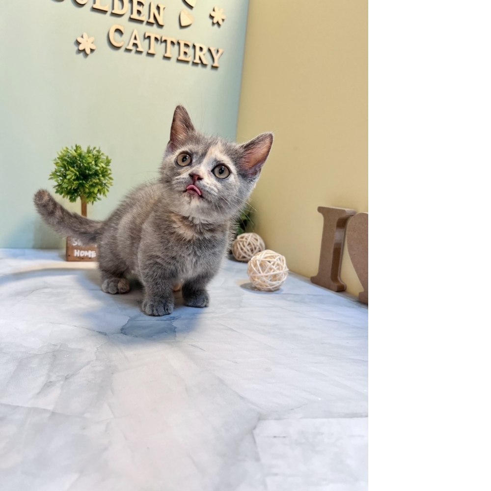 藍奶油曼赤肯㊛妹妹（☆已有家★）