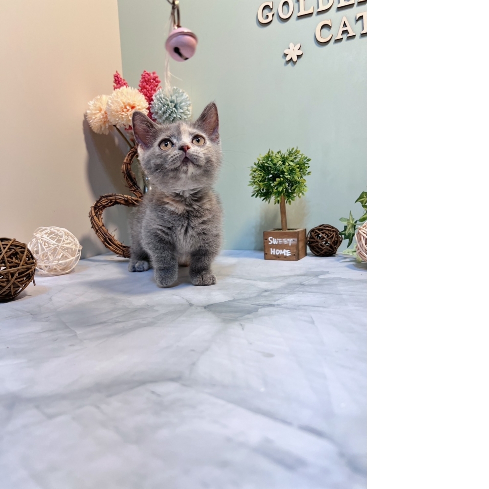 藍奶油曼赤肯㊛妹妹（☆已有家★）