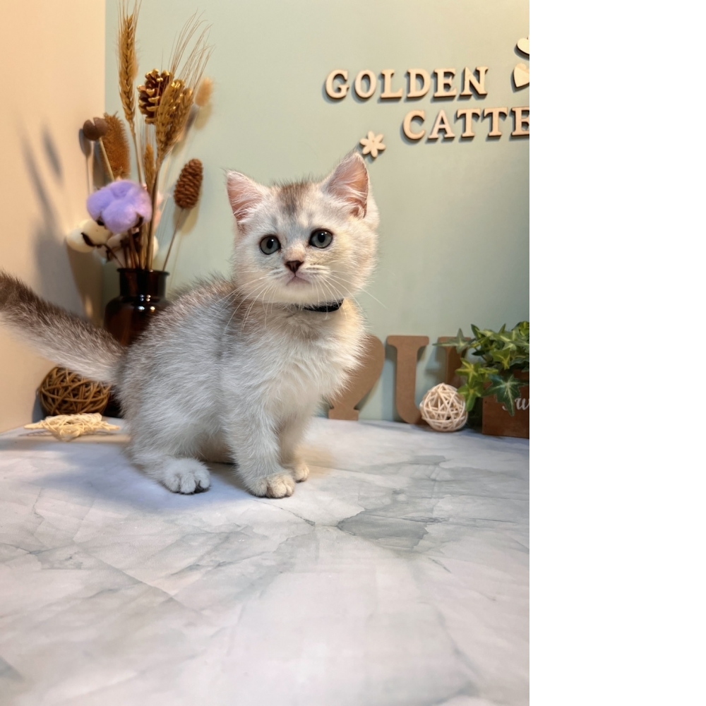 銀漸層英短㊚弟弟 （☆已有家★）