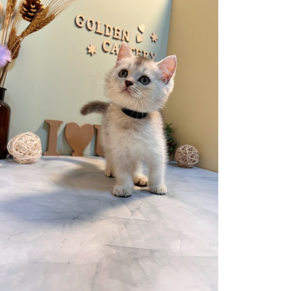 銀漸層英短㊚弟弟 （☆已有家★）