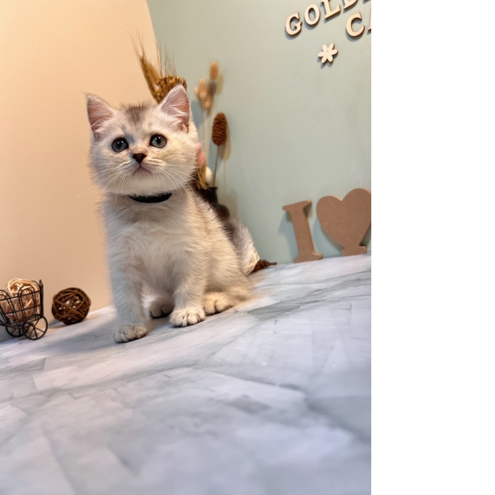 銀漸層英短㊚弟弟 （☆已有家★）