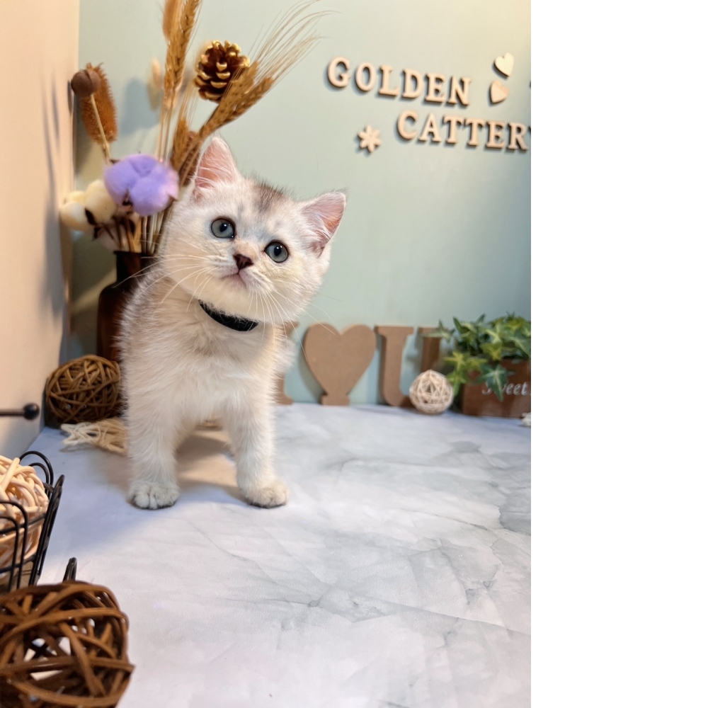 銀漸層英短㊚弟弟 （☆已有家★）