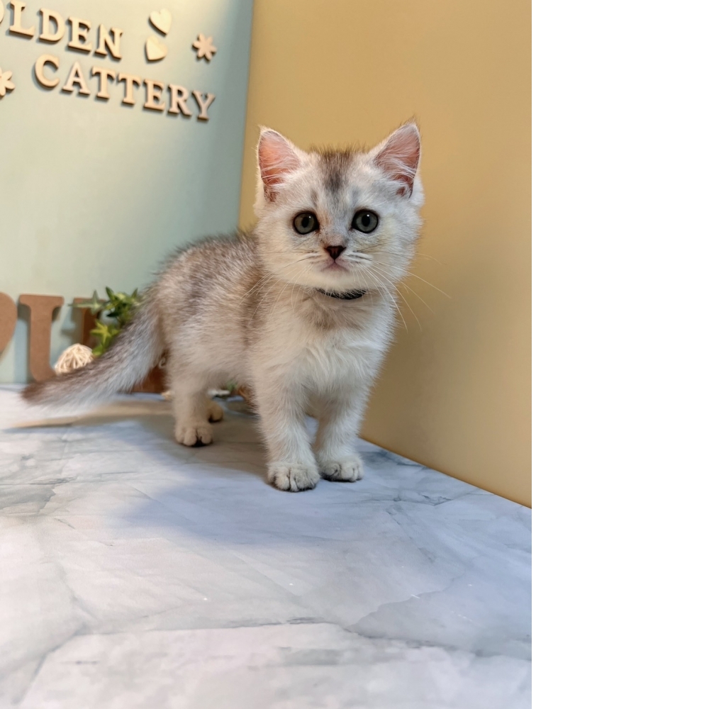 銀漸層英短㊚弟弟 （☆已有家★）