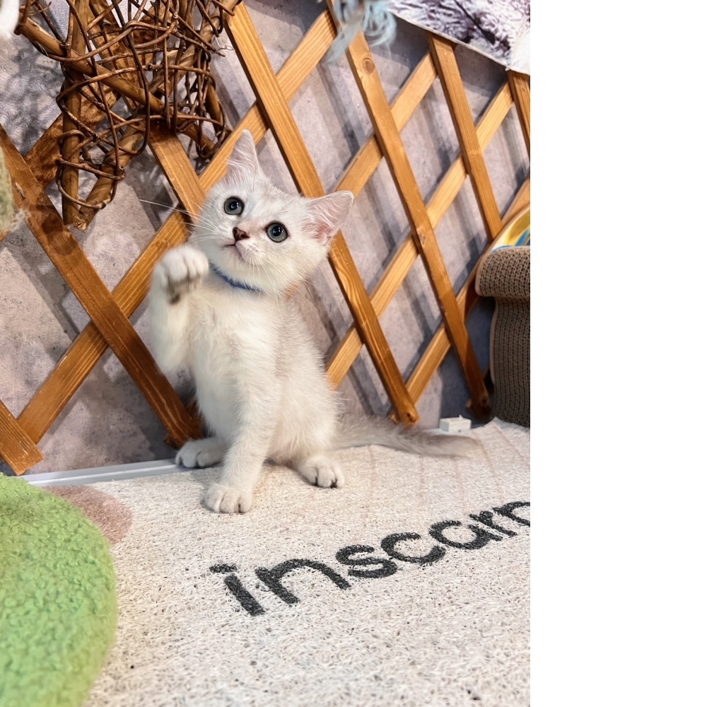 銀漸層英短㊚弟弟 （☆已有家★）