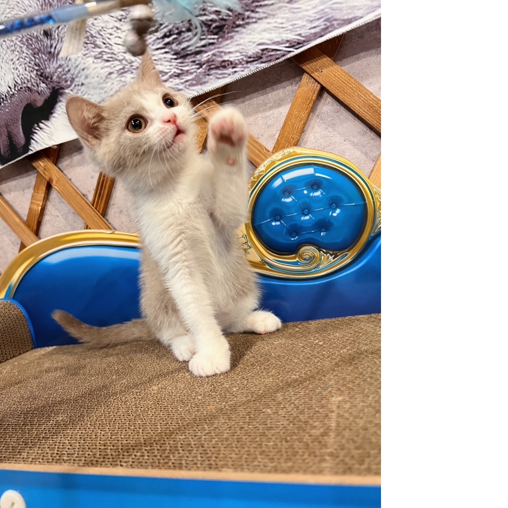 紫丁香賓士英短㊚弟弟