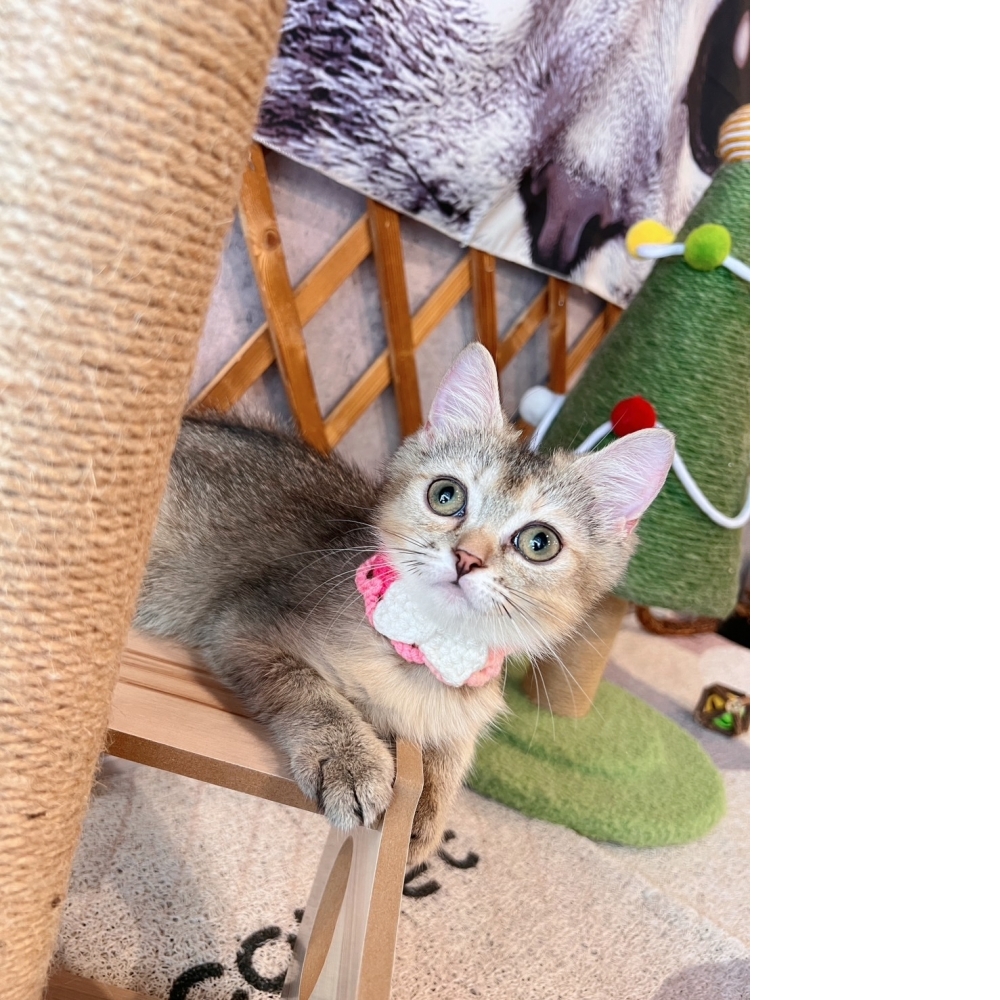 黑金漸層英短㊛妹妹 （☆已有家★）