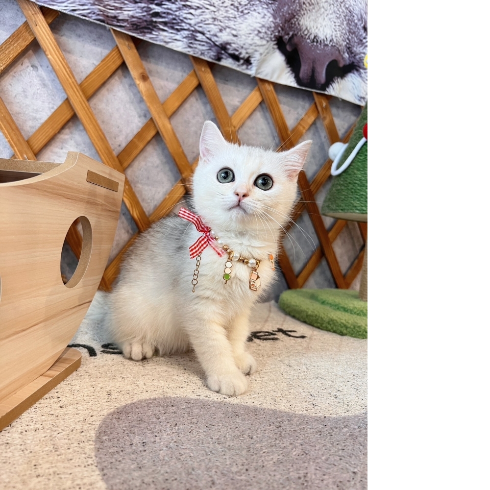 銀漸層英短㊛妹妹 （☆已有家★）