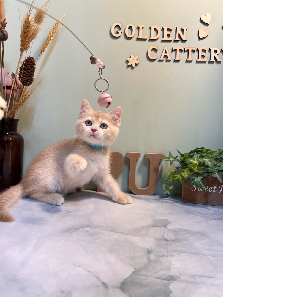 奶油英短㊚弟弟 （☆