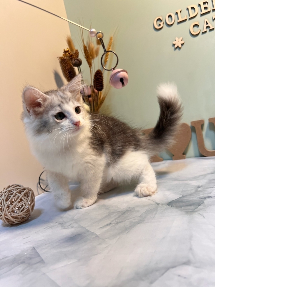 銀白挪威森林㊛妹妹 （☆已有家★）