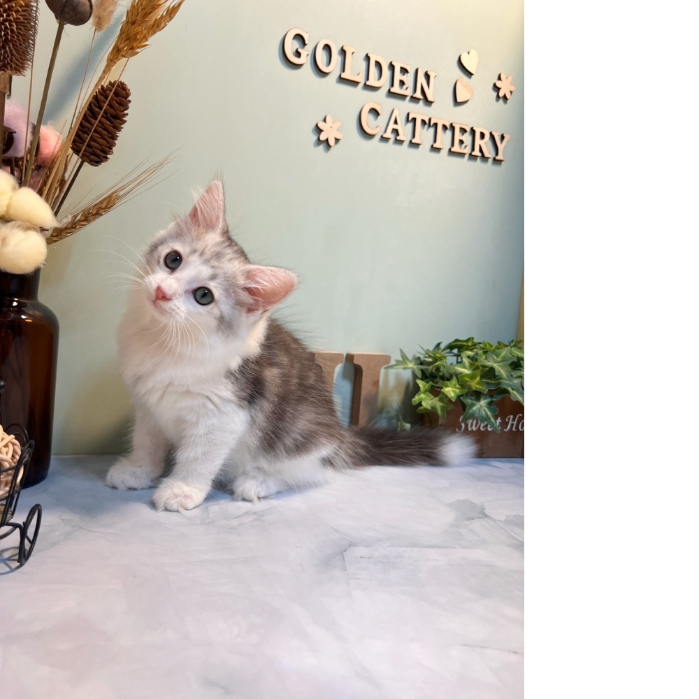 銀白挪威森林㊛妹妹 （☆已有家★）