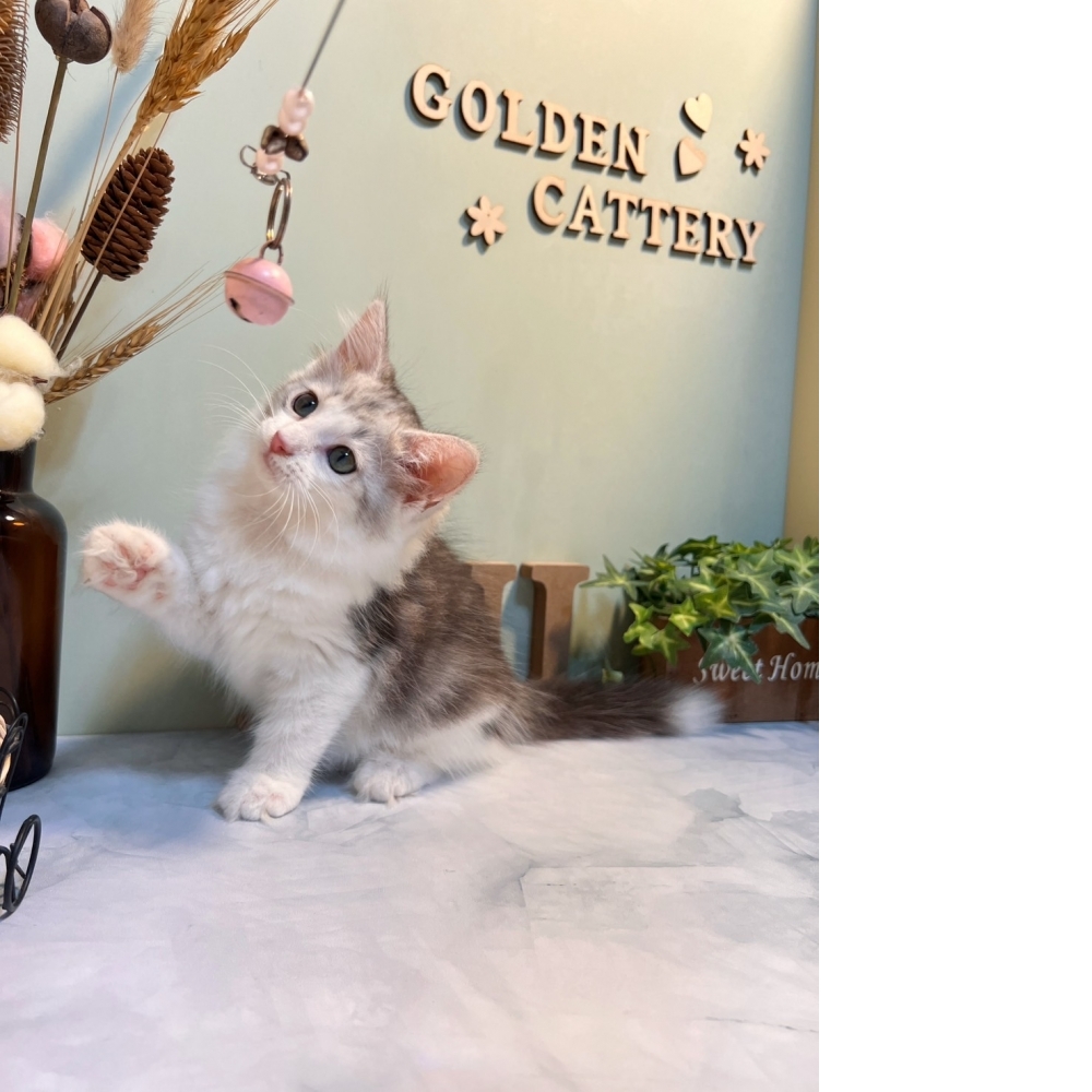 銀白挪威森林㊛妹妹 