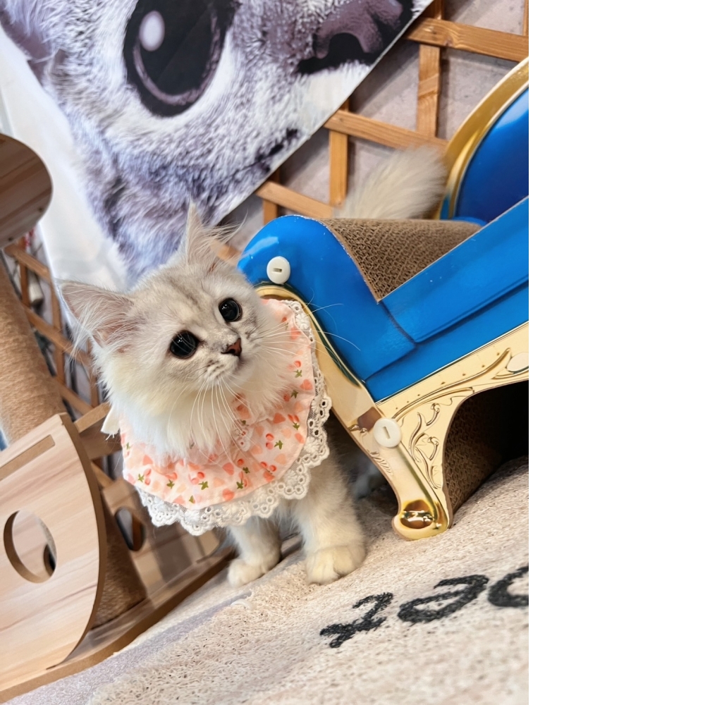 銀白金吉拉㊛妹妹 （☆已有家★）