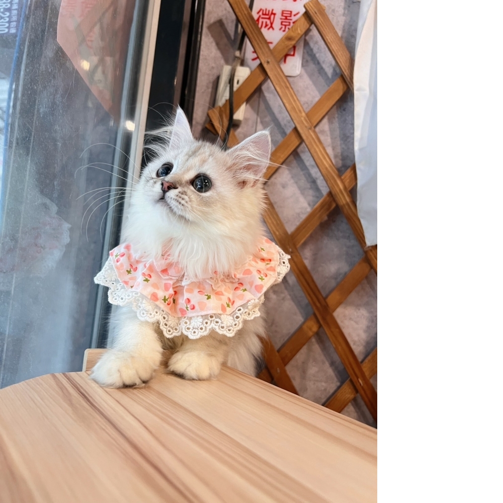 銀白金吉拉㊛妹妹 （