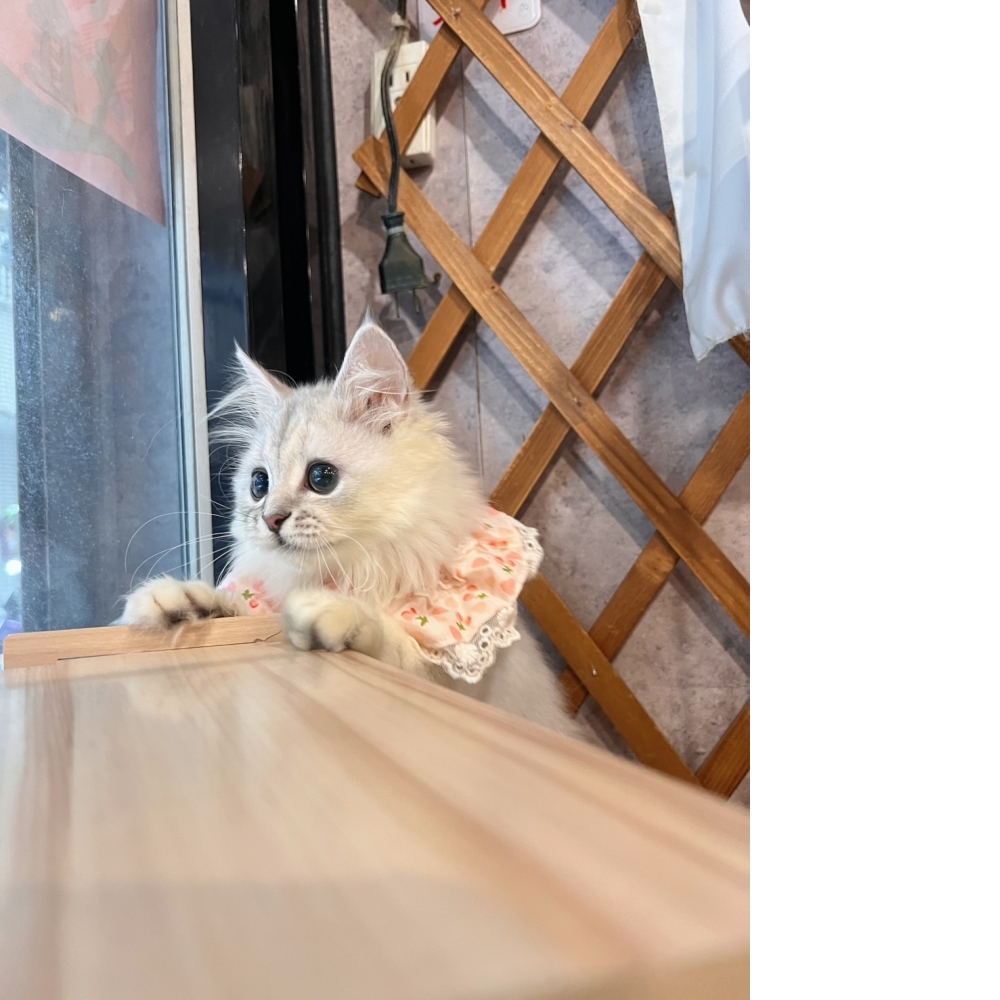 銀白金吉拉㊛妹妹 （☆已有家★）