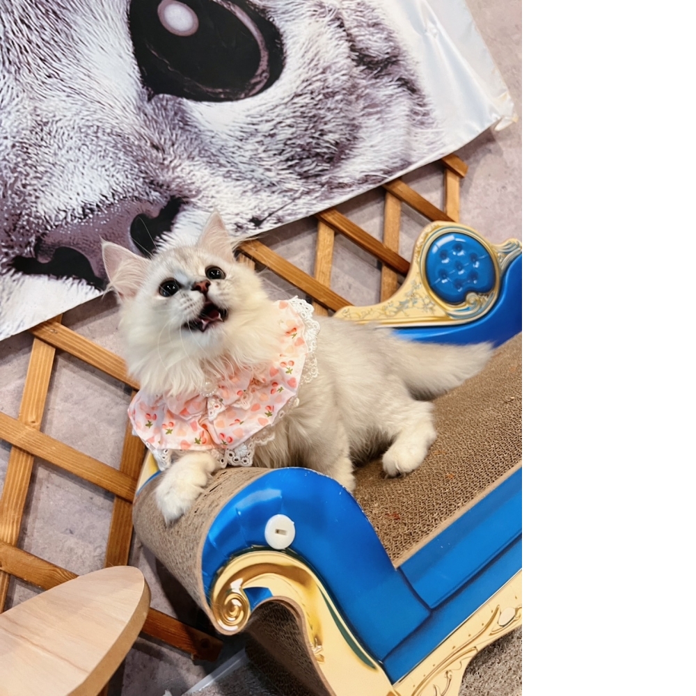 銀白金吉拉㊛妹妹 （☆已有家★）