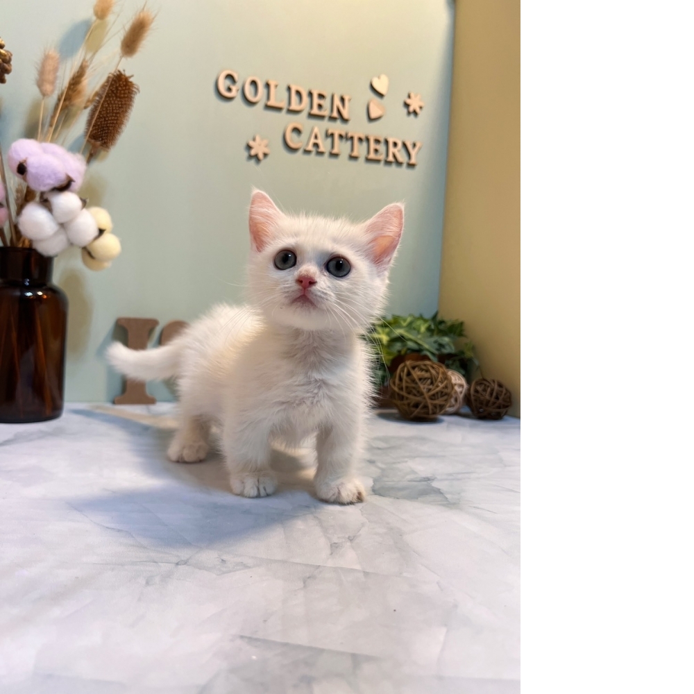 白色曼赤肯㊛妹妹 （☆已有家★）