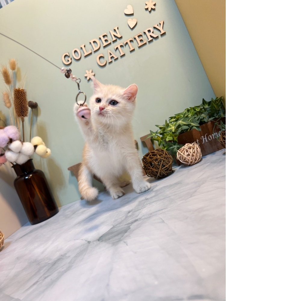 淡奶油英短㊛妹妹（☆