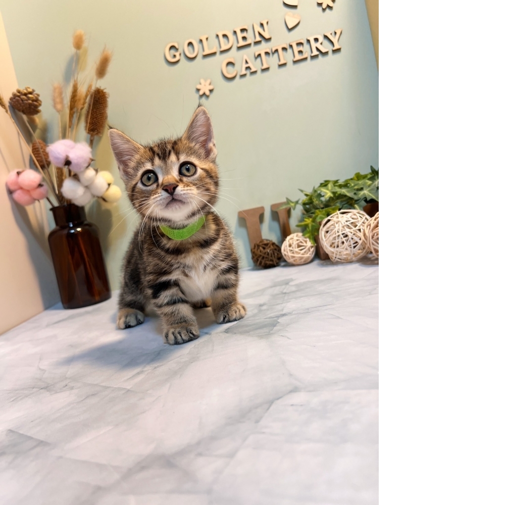 古銅美短曼赤肯㊚弟弟（☆已有家★）