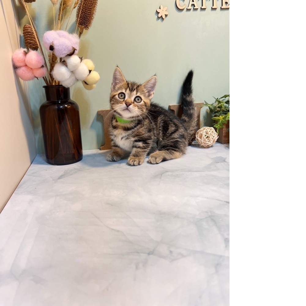 古銅美短曼赤肯㊚弟弟