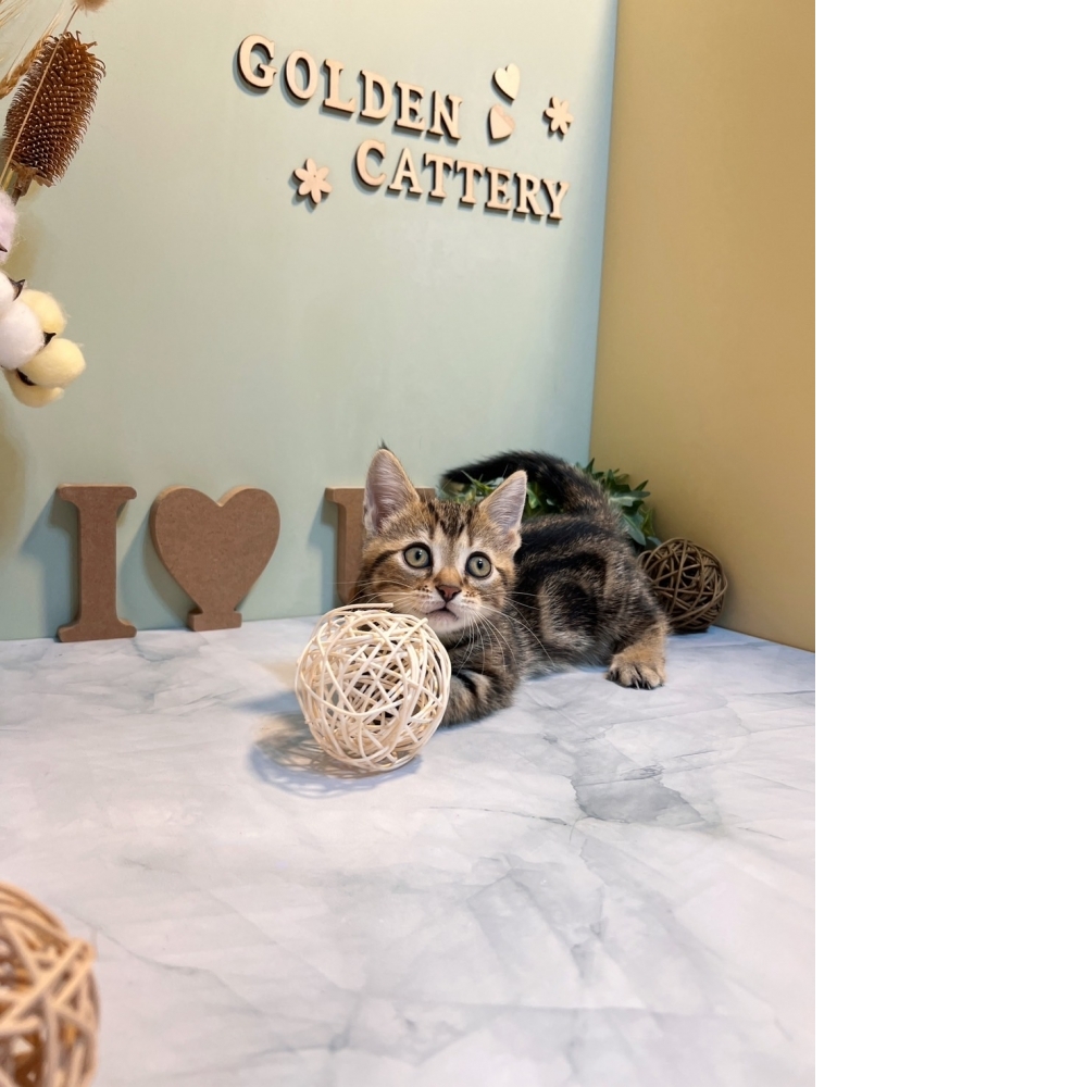 古銅美短曼赤肯㊚弟弟（☆已有家★）