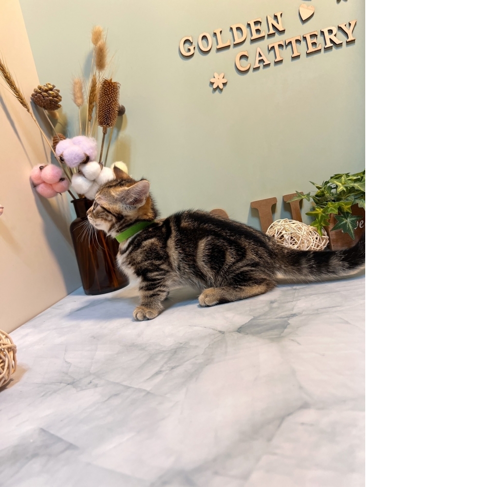 古銅美短曼赤肯㊚弟弟（☆已有家★）