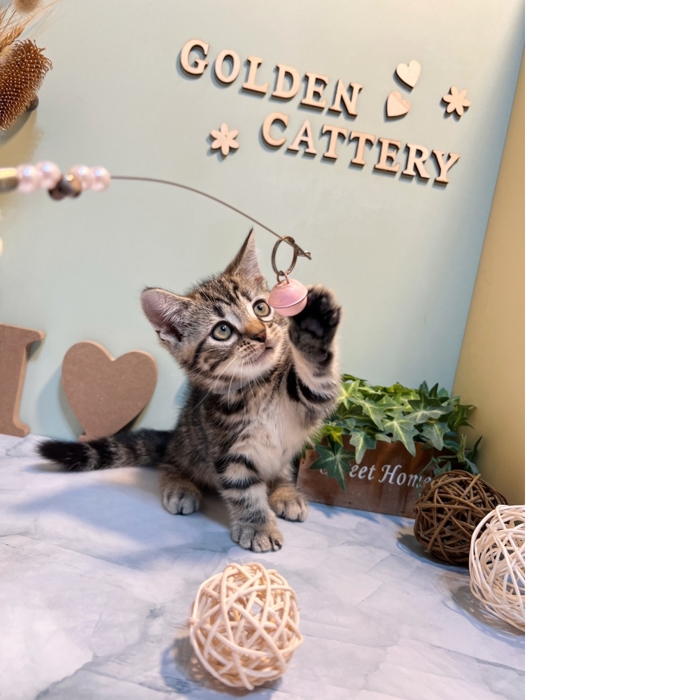 古銅美短曼赤肯㊚弟弟  （☆已有家★）