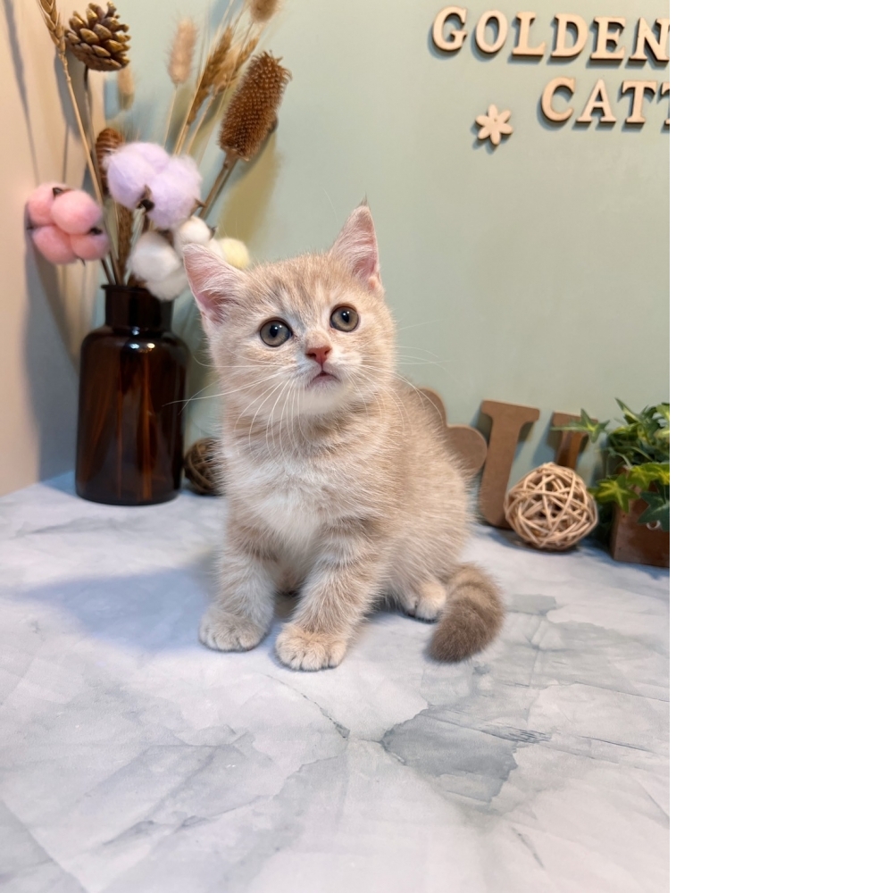 奶油英短㊛妹妹 （☆已有家★）